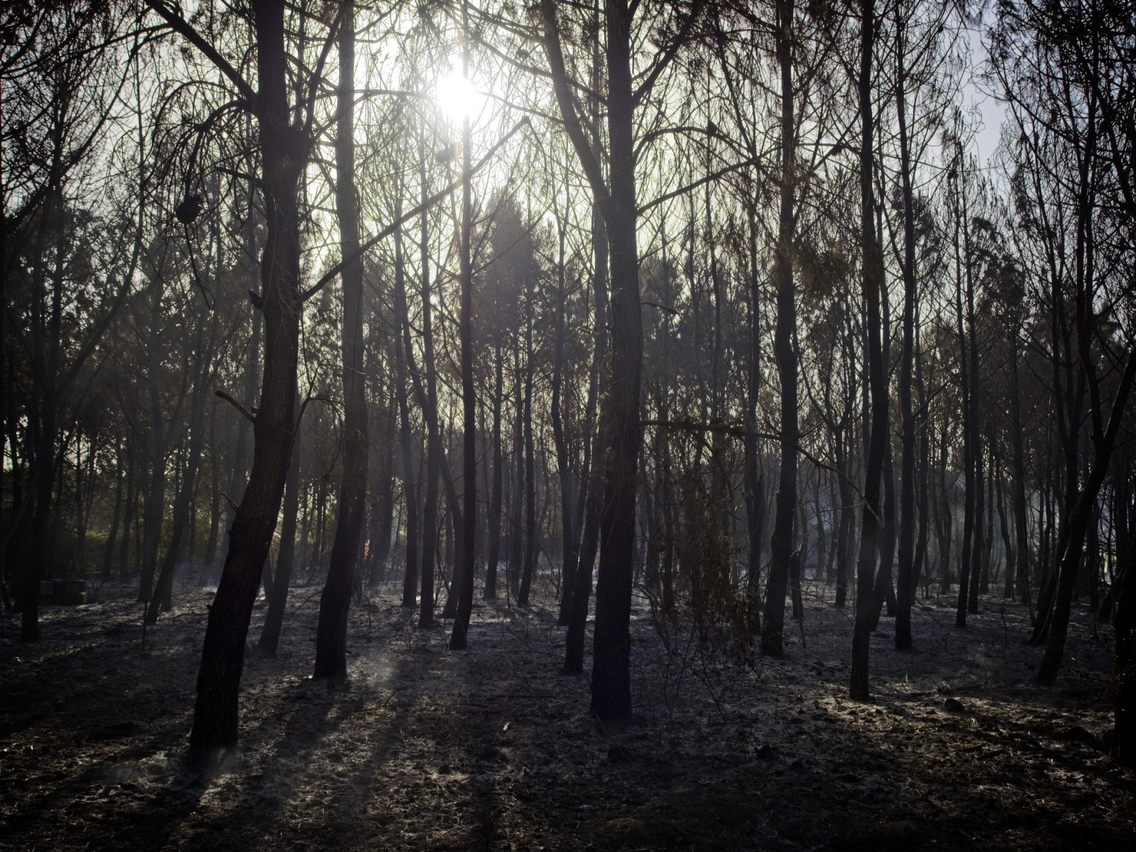 L'incendie dans un camp militaire du sud de la France maîtrisé, 1 800 hectares brûlés