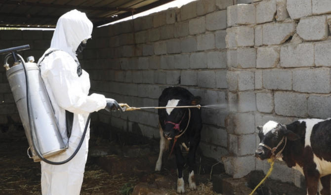 Un agent de santé désinfecte des veaux dans une ferme à Al-Bojari, en Irak (Photo, AFP)