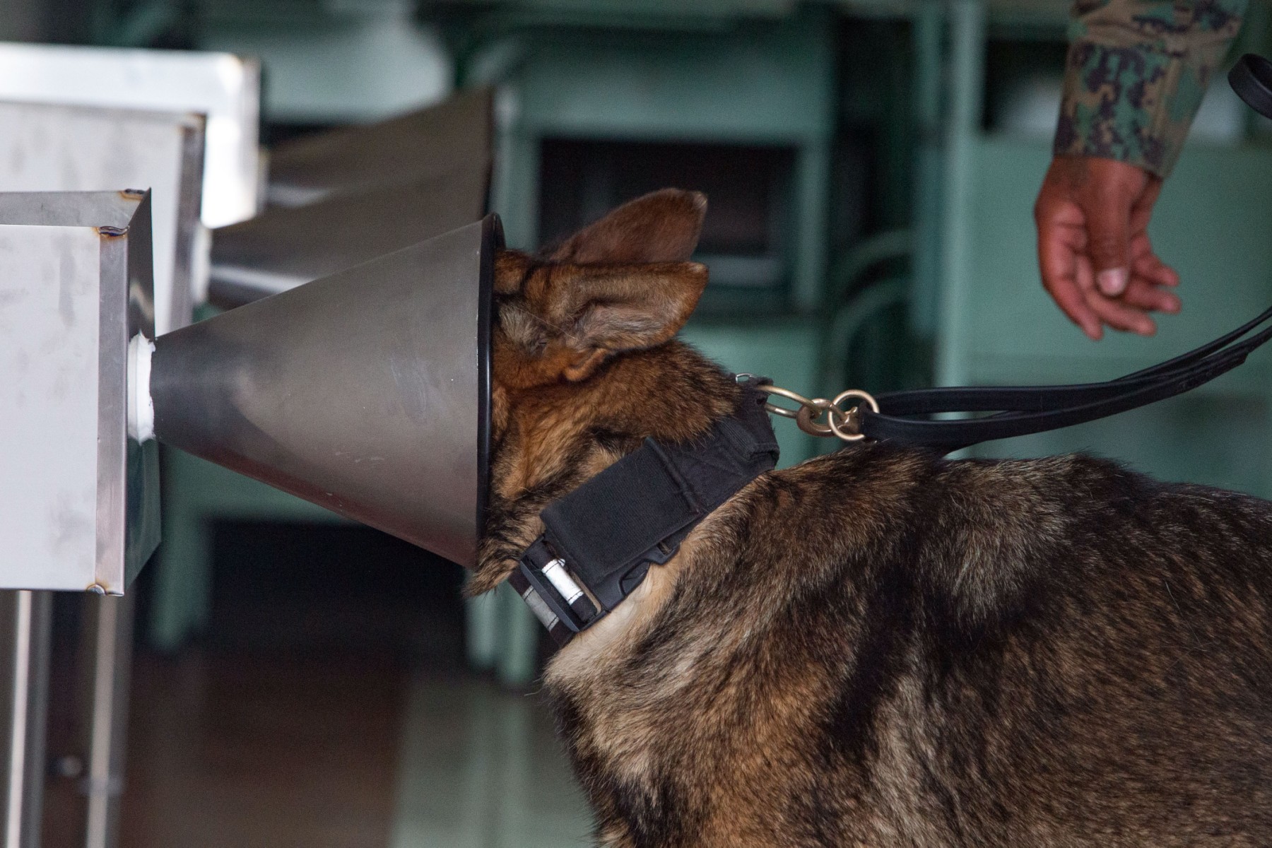 Les chiens «renifleurs», atout prometteur pour détecter la Covid-19
