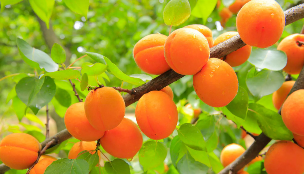 Récolte des abricots : La campagne bat son plein
