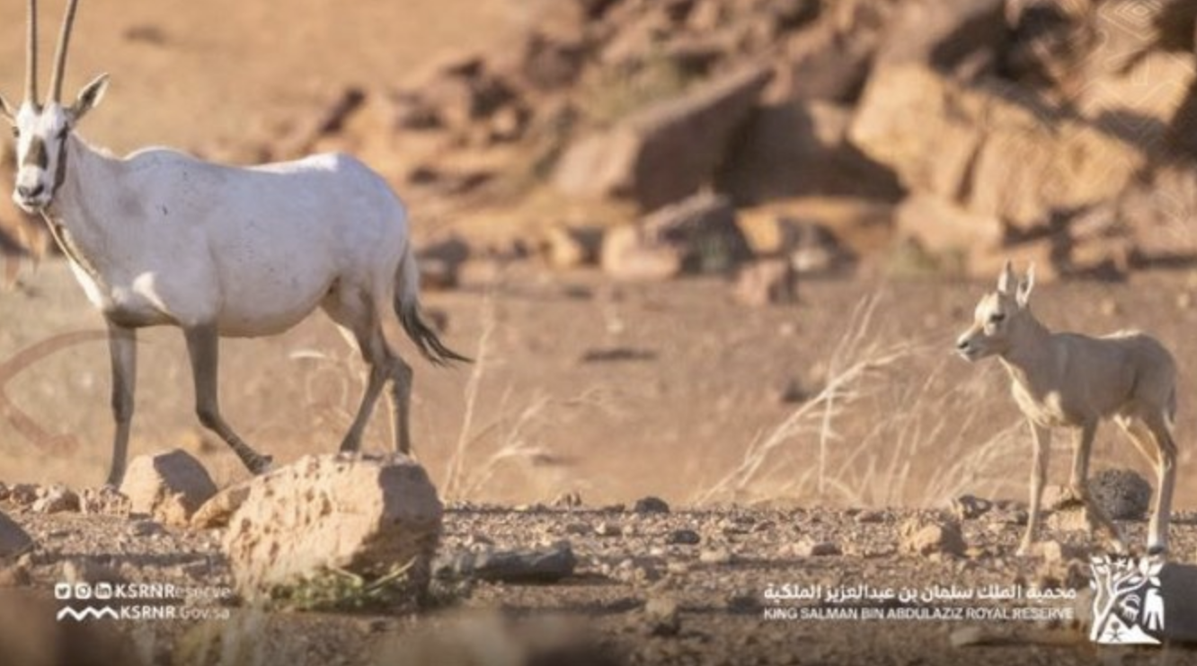 Un premier oryx sauvage d’Arabie nait dans la Réserve naturelle saoudienne, après neuf décennies d’absence