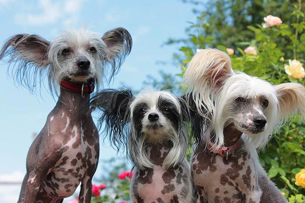 Chien Chinois à crête ou « Chinese crested dog » (photo, akc.org)