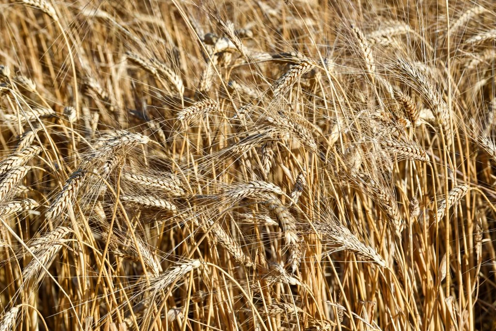 Coopération entre le Japon et la France en matière d’enjeux alimentaires