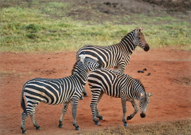 La Tanzanie maintient l'interdiction d'exporter des espèces sauvages