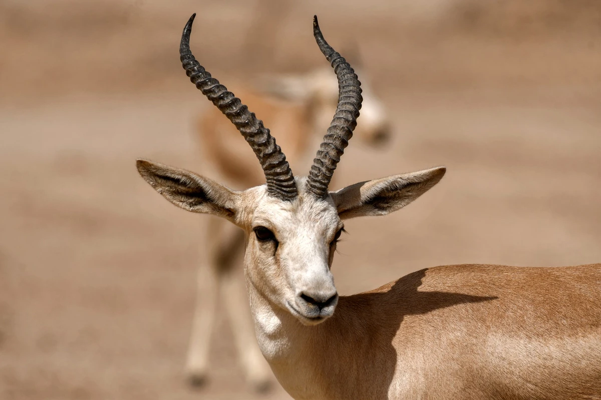 Irak: les gazelles de la réserve Sawa meurent de faim