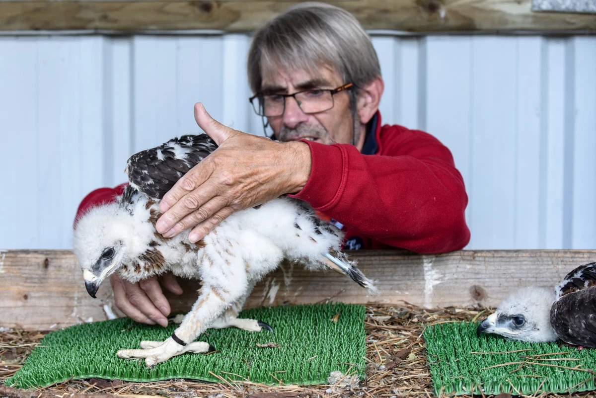 De la Vendée à l'Espagne, un élevage d'aigles réintroduit une espèce menacée