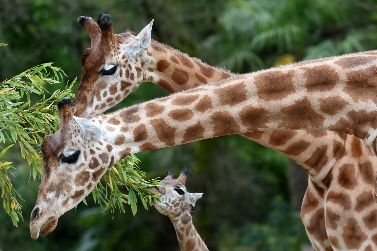 Un cousin de la girafe aimait bien les coups de tête