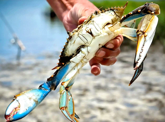 Une deuxième espèce de crabe bleu sur les côtes