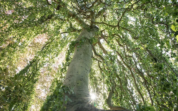 Les allergies au pollen plus sévères cette année, et ce n'est pas fini