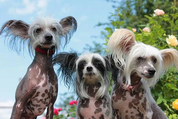 Chien Chinois à crête ou « Chinese crested dog » (photo, akc.org)