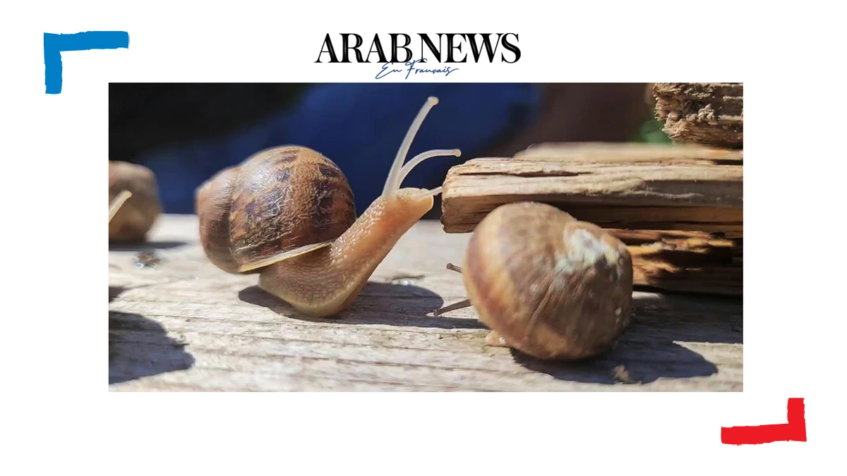 L'élevage d'escargots remis au goût du jour en Autriche