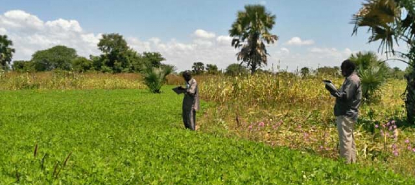 Au Soudan, pénurie de blé mais les agriculteurs peinent à écouler leurs récoltes
