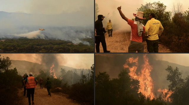 Maroc: Aide d'urgence et programme de reforestation après des incendies dévastateurs