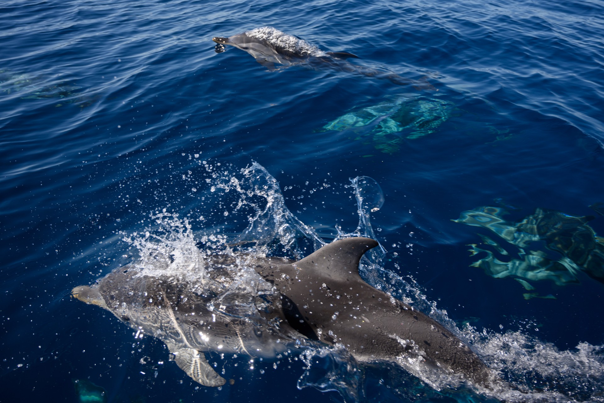 Côte d'Azur: la justice veut faire respecter l'interdiction de la nage avec dauphins