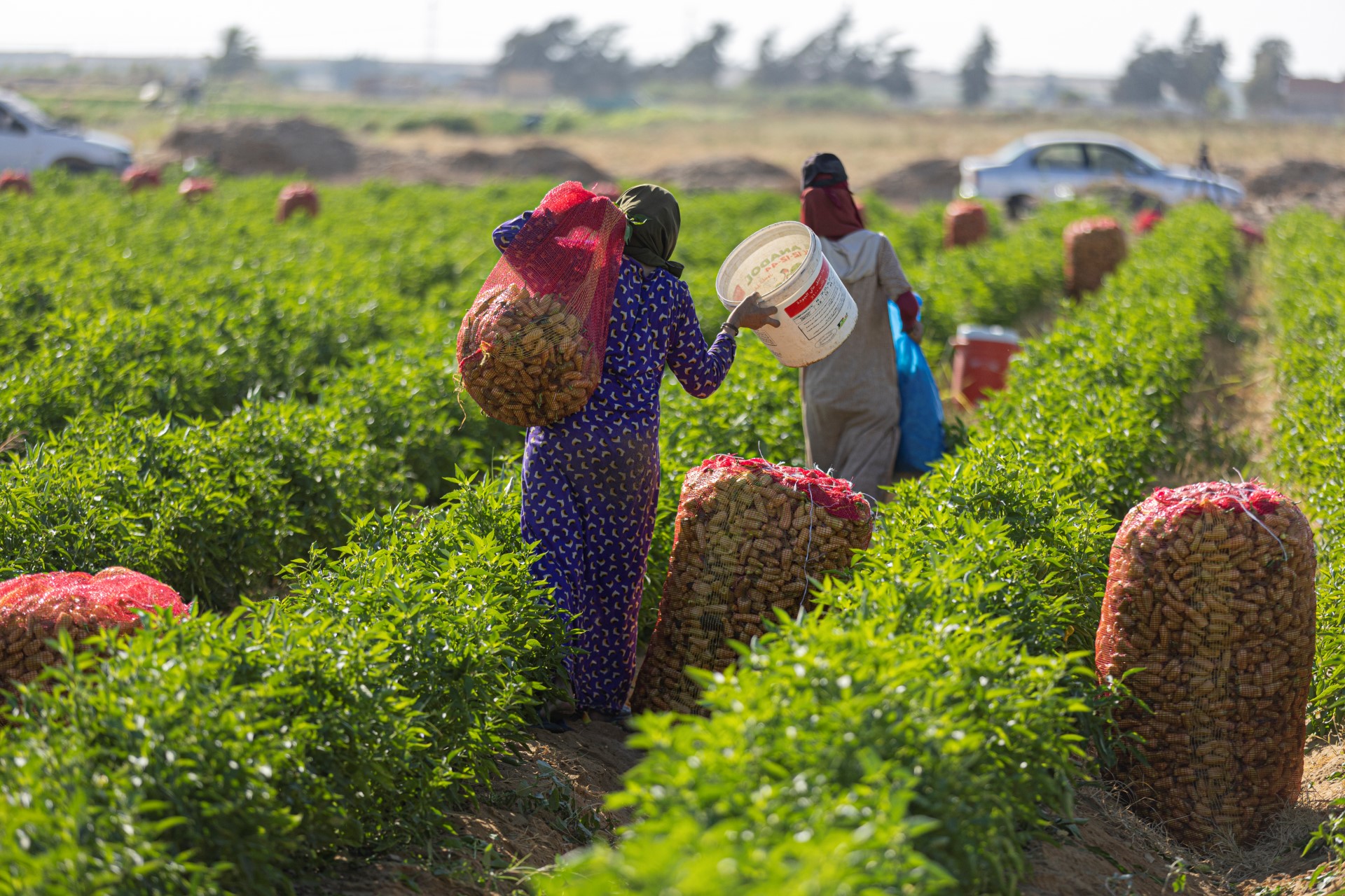 Les petits paysans d'Egypte, maillon vital mais délaissé de la chaîne alimentaire