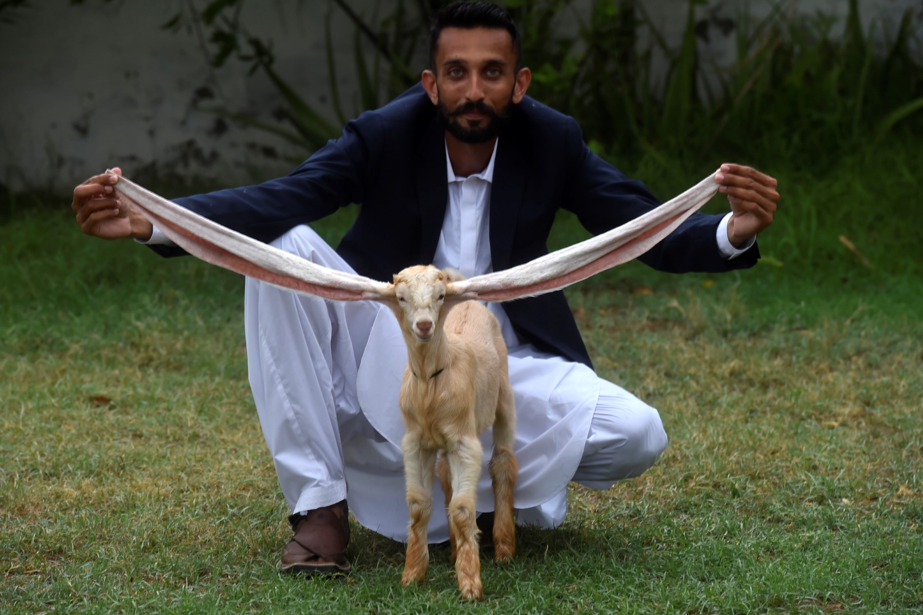Pakistan : un chevreau aux très longues oreilles enflamme les réseaux sociaux