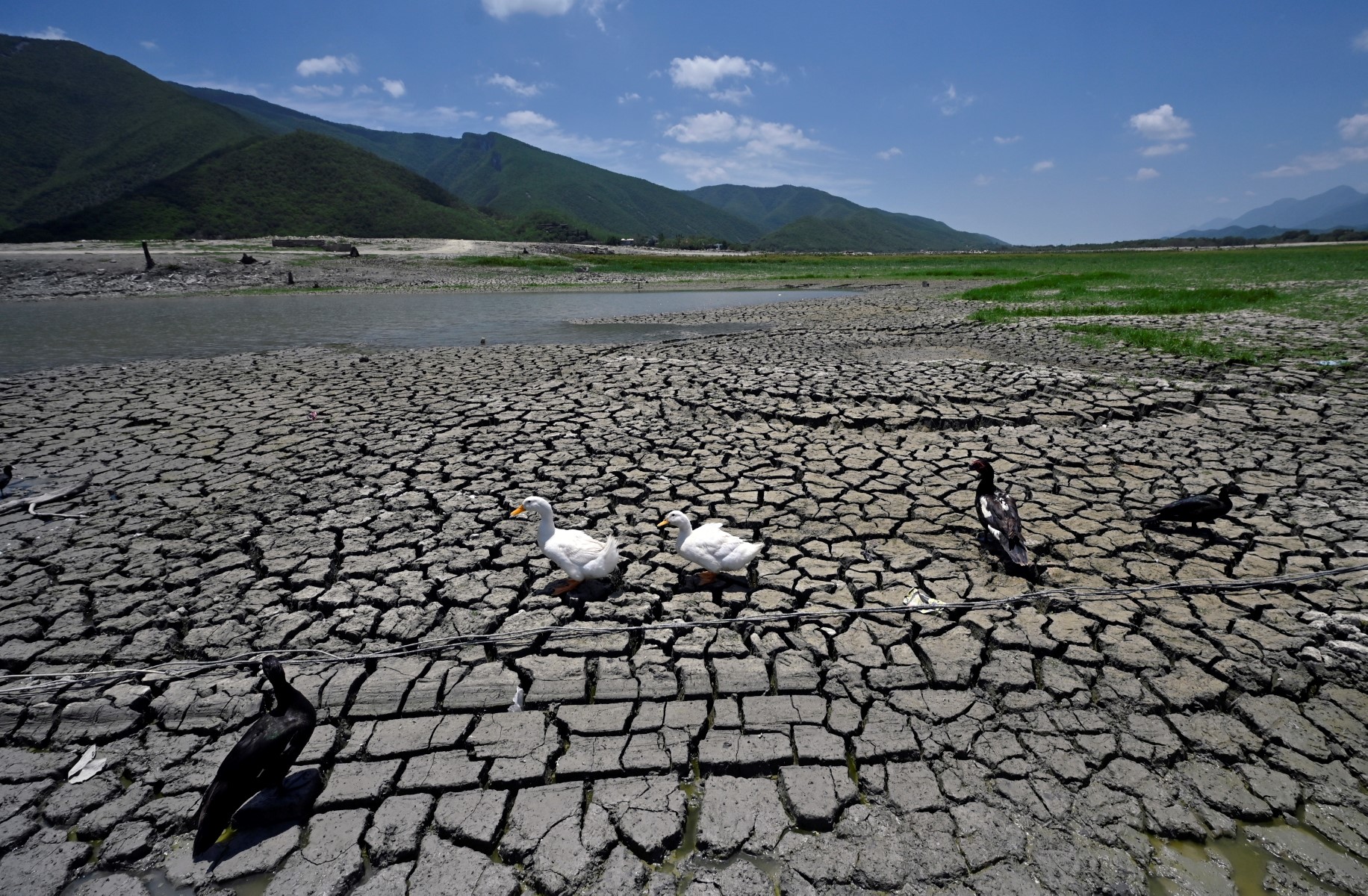 Des canards au barrage Miguel Gomez (connu sous le nom de La Boca) dans la municipalité de Santiago, État de Nuevo Leon, Mexique, le 4 juillet 2022. (Photo, AFP)