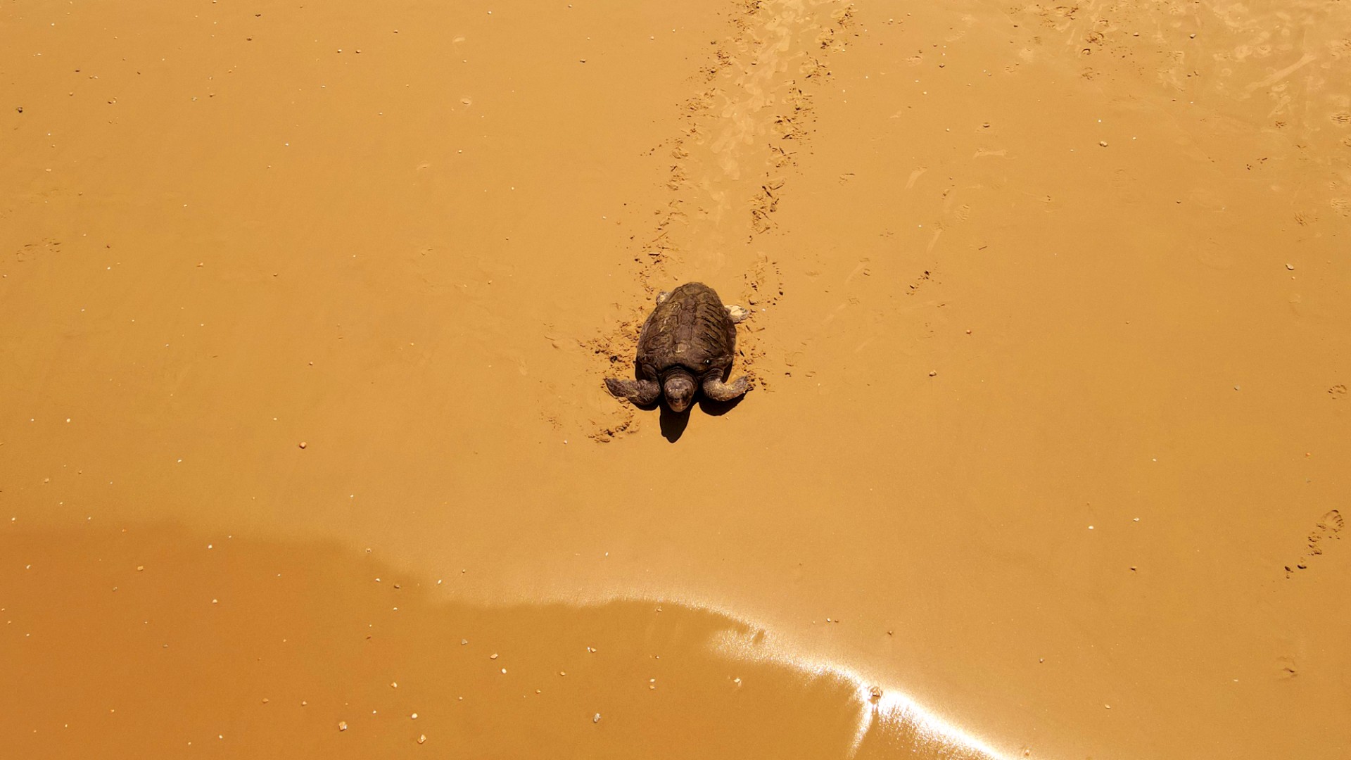 Pour préserver ses tortues, le Qatar mise sur les enfants