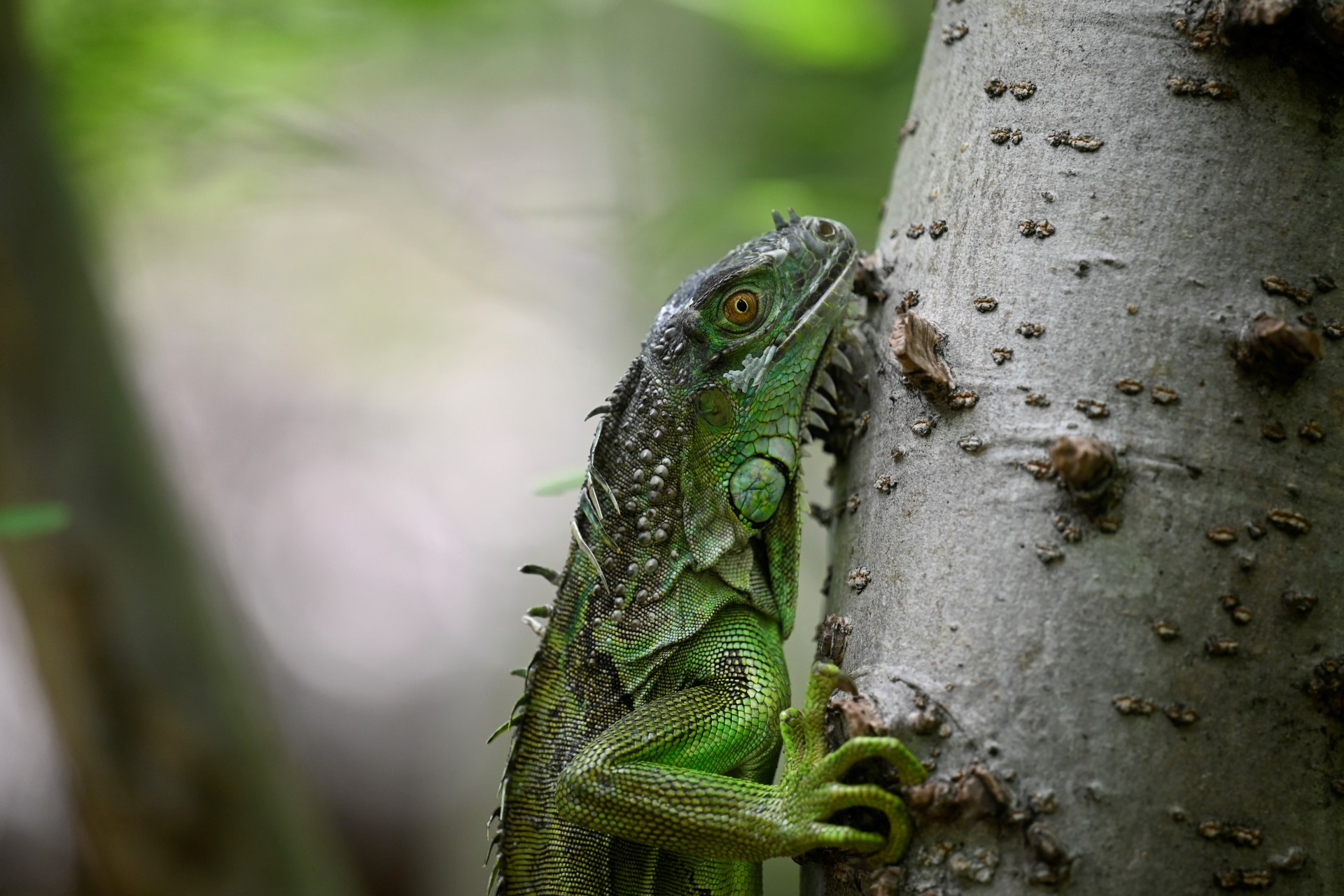 Guatemala: à la rescousse du «petit endormi», lézard en danger d'extinction