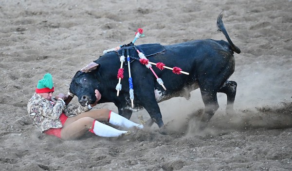 Un membre de l’équipe Forcados s'attaque au taureau en tentant d'en saisir la tête lors de la corrida à la portugaise, sans effusion de sang, le 10 juillet 2022, à Turlock, en Californie. (Photo de Frederic J. BROWN / AFP