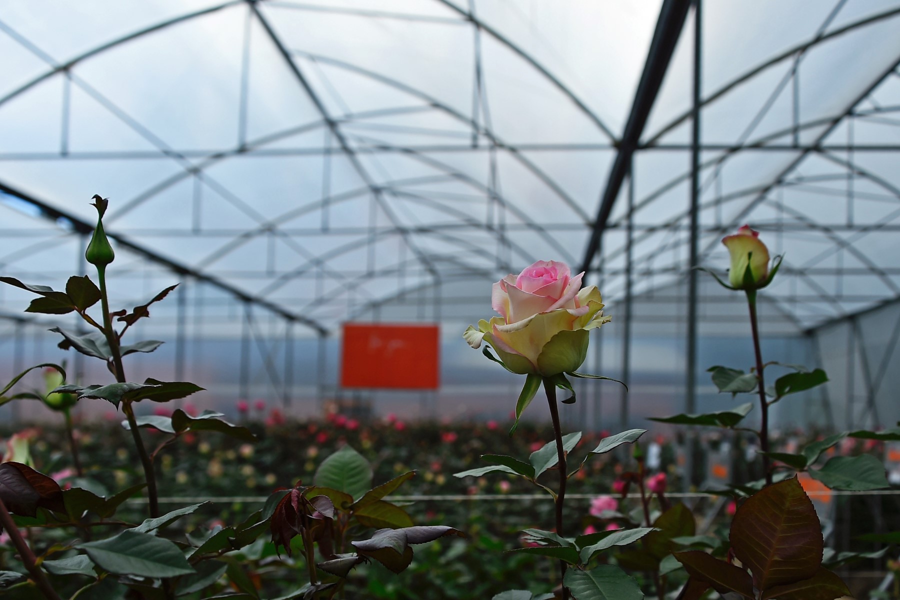 La course d'obstacles des roses équatoriennes pour arriver sur les étals du monde
