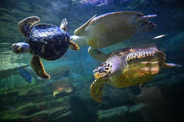 Des dizaines de tortues protégées poignardées à mort au Japon