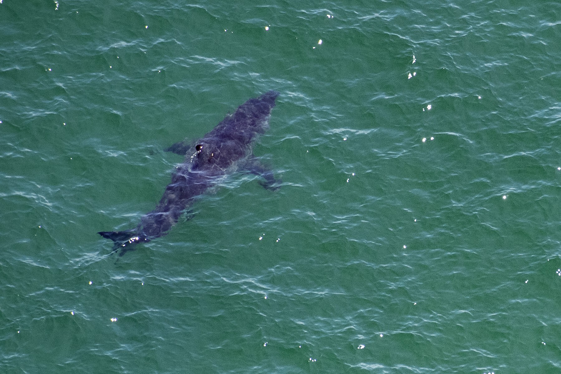 Au large de la côte est américaine, les requins blancs de plus en plus nombreux