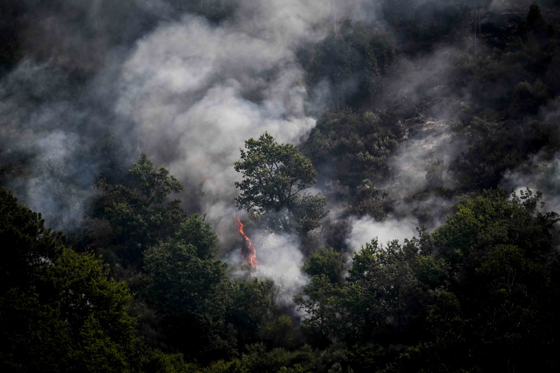 Canada: Nouvel incendie dans la région de Lytton durement frappée l'an dernier