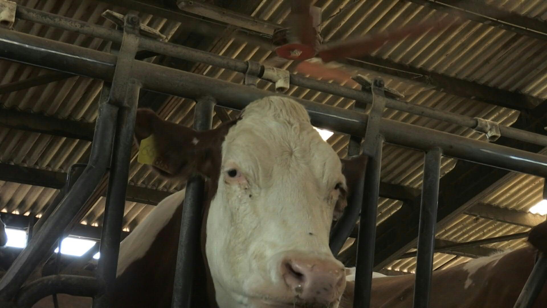 France: près de Lyon, des ventilateurs géants pour les vaches