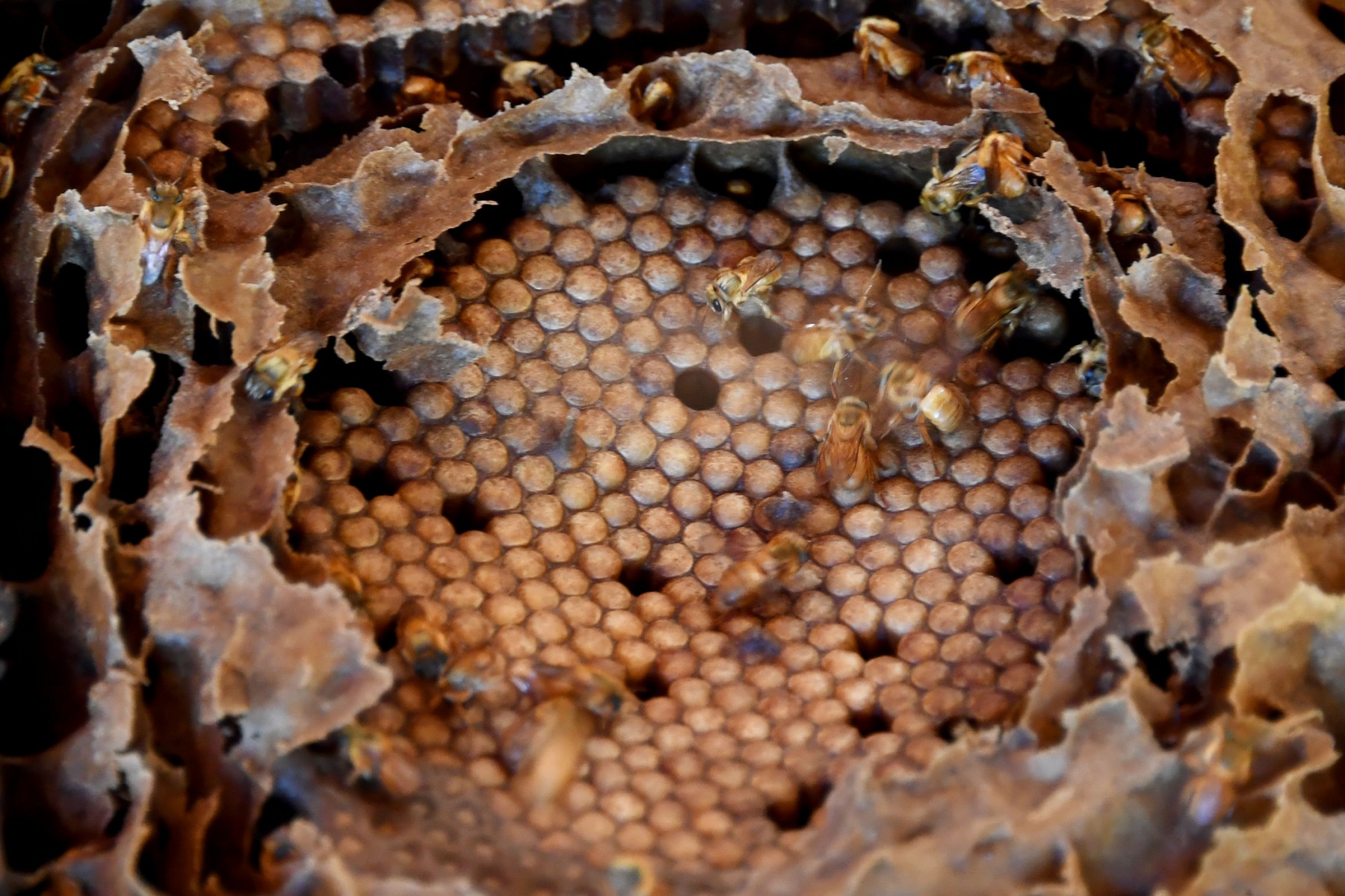 Détail d'une ruche d'abeilles indigènes brésiliennes à l'Institut Abelha Nativa de Brasilia, le 10 juillet 2022. Le Brésil a découvert le potentiel de ses abeilles indigènes, un trésor méconnu d'une grande valeur commerciale. (Photo par EVARISTO SA / AFP)