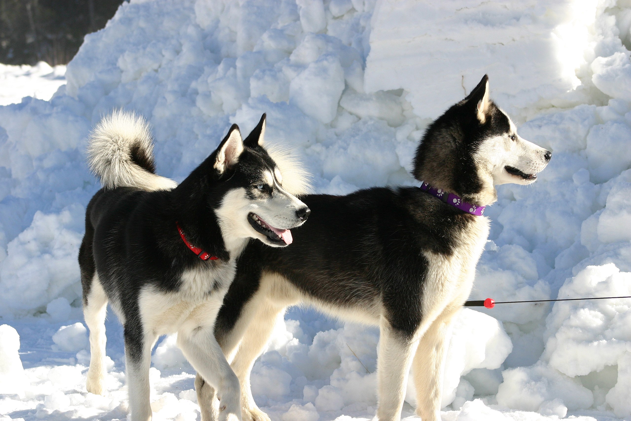 Les anciens chiens sibériens comptaient sur les hommes pour manger du poisson