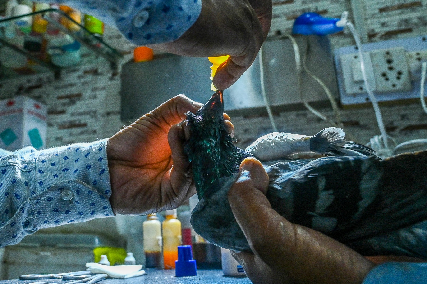 Grippe aviaire: des réserves naturelles britanniques fermées
