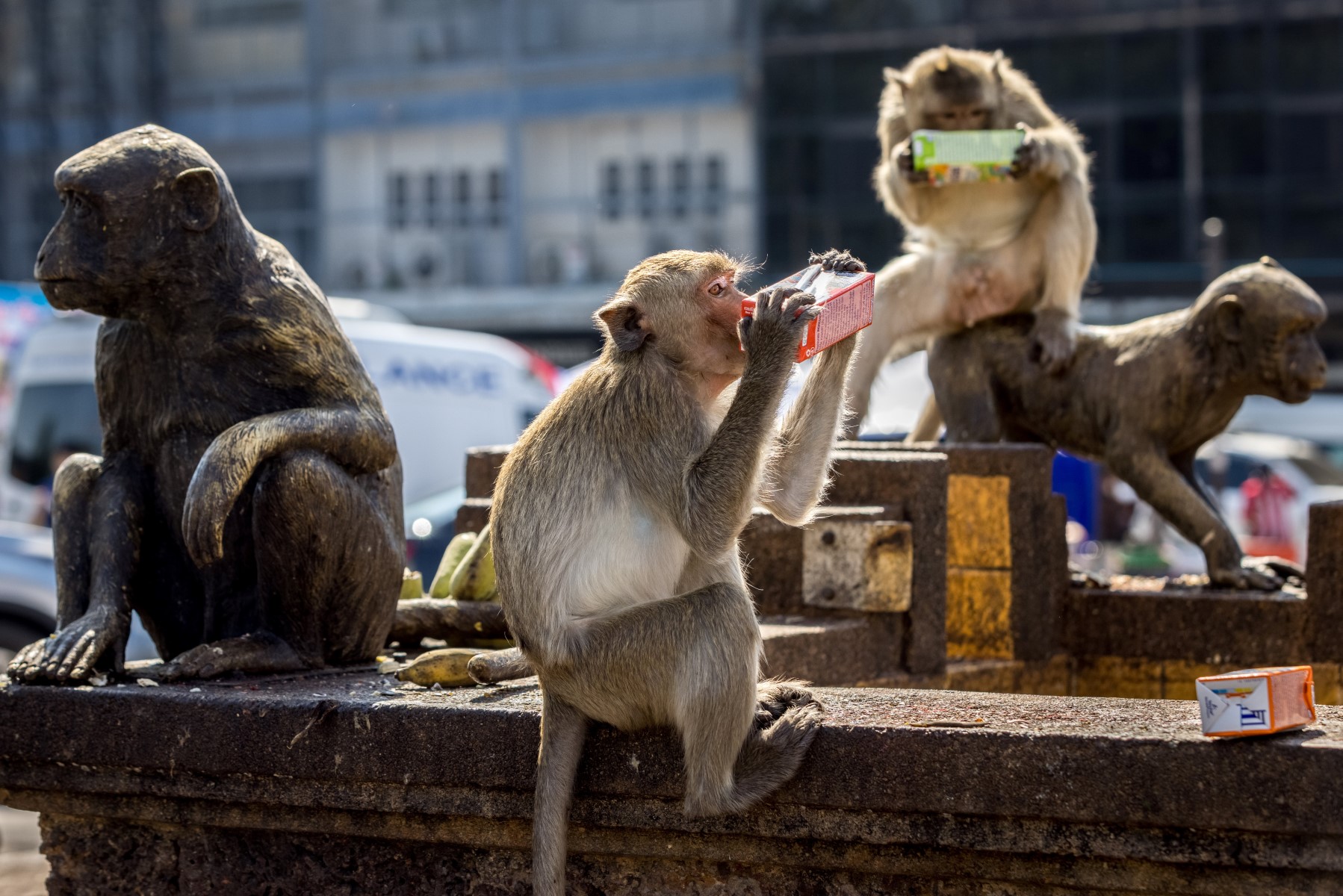 Attaques de macaques en série dans une ville de l'ouest du Japon