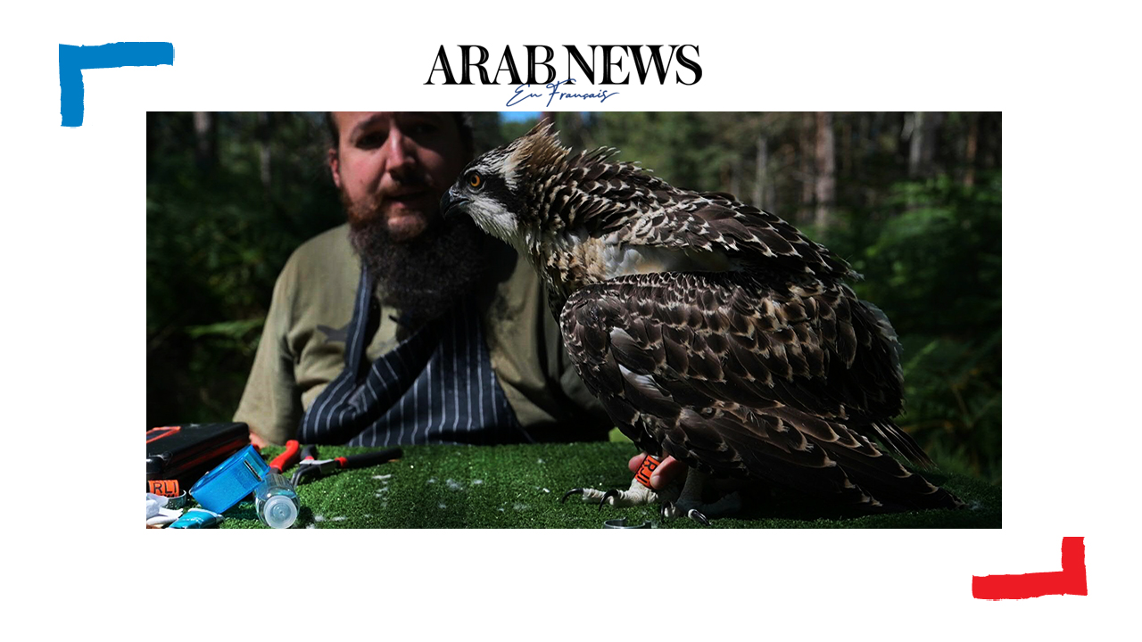 Animaux: pleine saison pour le baguage de jeunes balbuzards pêcheurs à Chambord