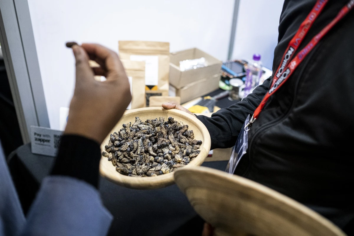 Un jeune entrepreneur sud-africain change la façon dont les gens voient et mangent des chenilles mopane riches en protéines et en fer. (AFP)