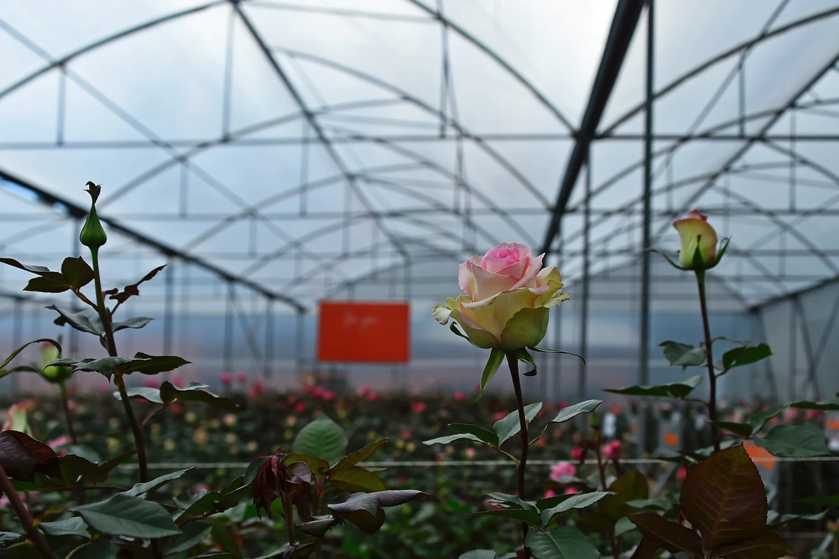 La course d'obstacles des roses équatoriennes pour arriver sur les étals du monde