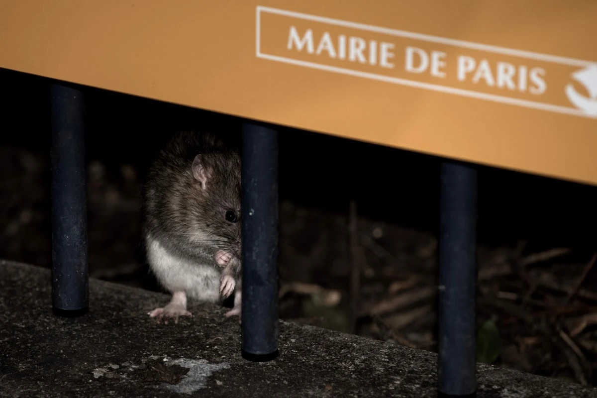 Cohabitation ou éradication: à Paris, le sort des rats divise les élus