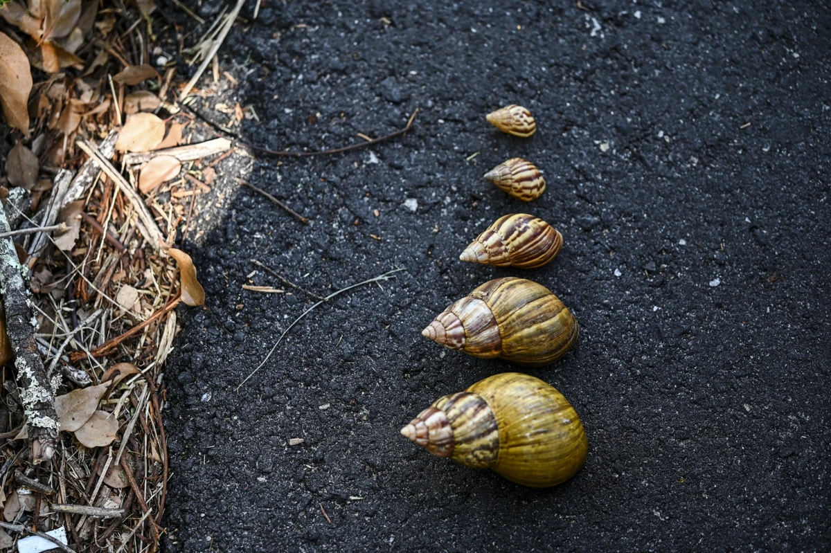 La Floride face à un péril rampant: les escargots géants