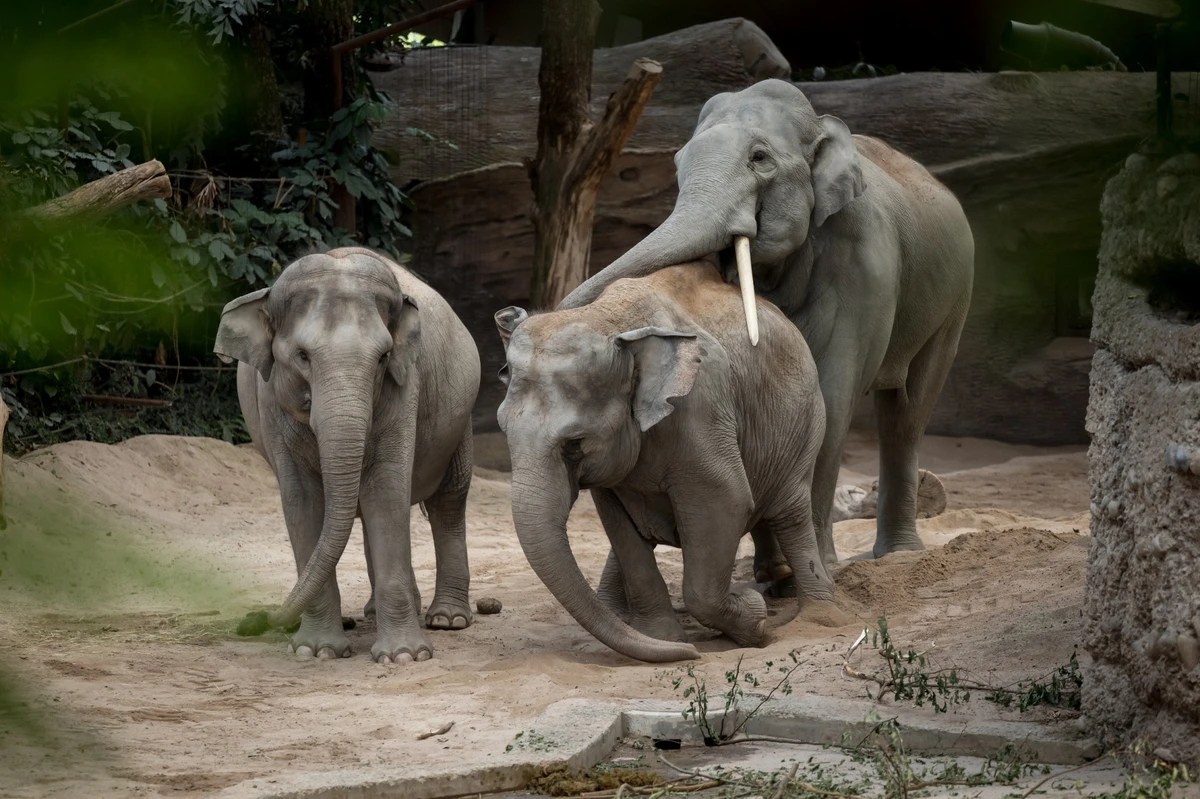 Au zoo de Zürich, un redoutable virus remplit le cimetière des éléphants