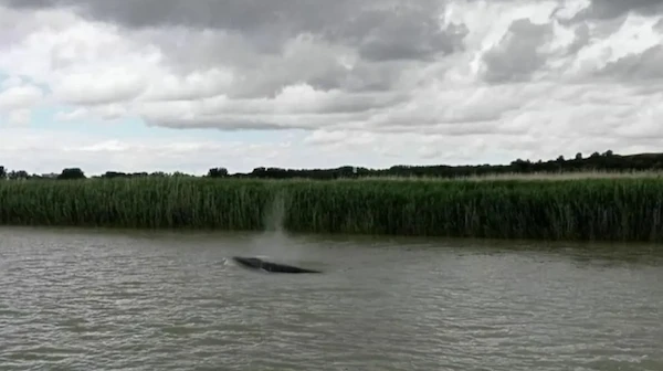 Un rorqual dans la Seine (Photo capture d'écran Twitter @SeaShepherdFran)