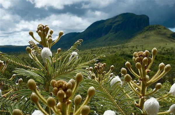 La réserve naturelle de Chapada dos Veadeiros, Zone protégée reconnue par l'Unesco (photo, Unesco)