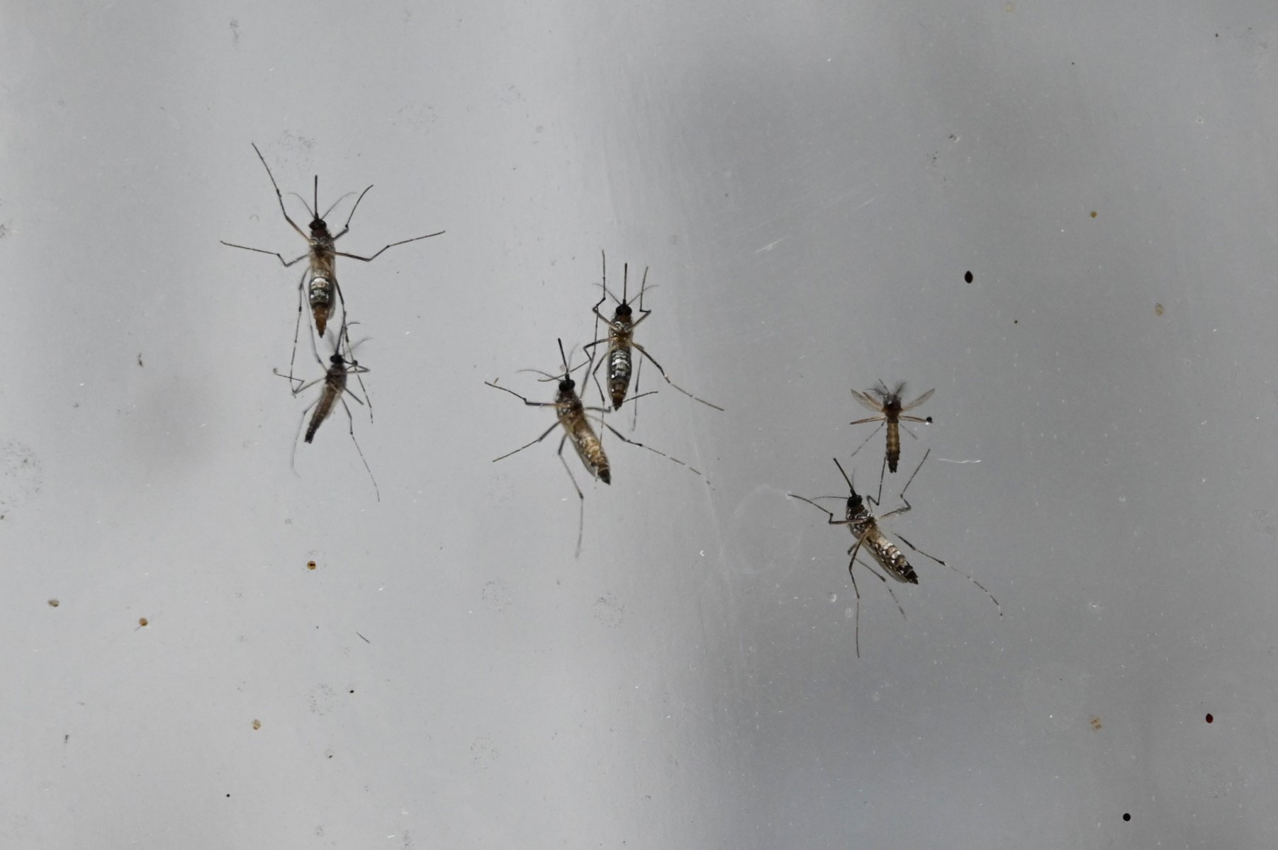 Un cas autochtone de dengue dans le Var, le deuxième de l'année en métropole