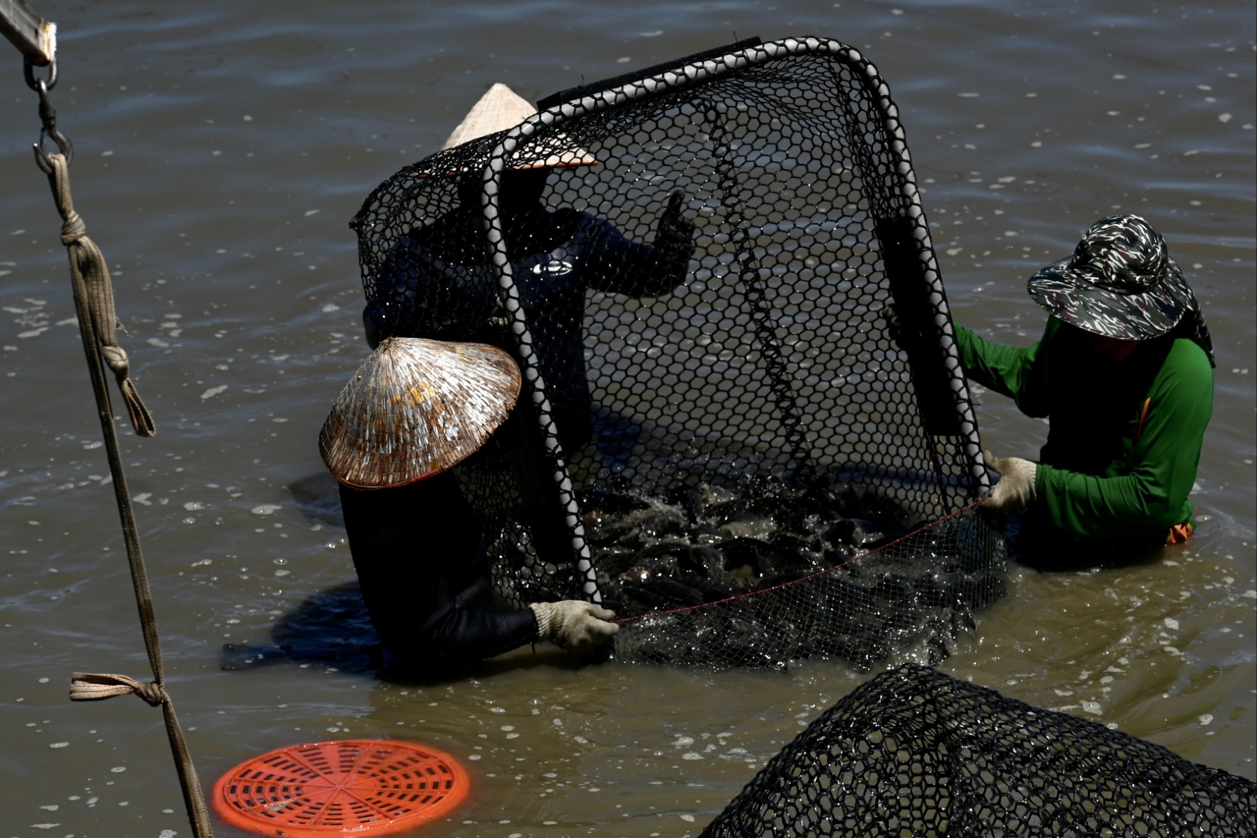 Cette photo prise le 9 juillet 2022 montre des ouvriers de la Lijia Green Energy and Biotechnology Company ramassant des mérous avec des filets dans une ferme piscicole du canton de Linbian, dans le comté de Pingtung à Taïwan. (Photo : Sam Yeh / AFP)