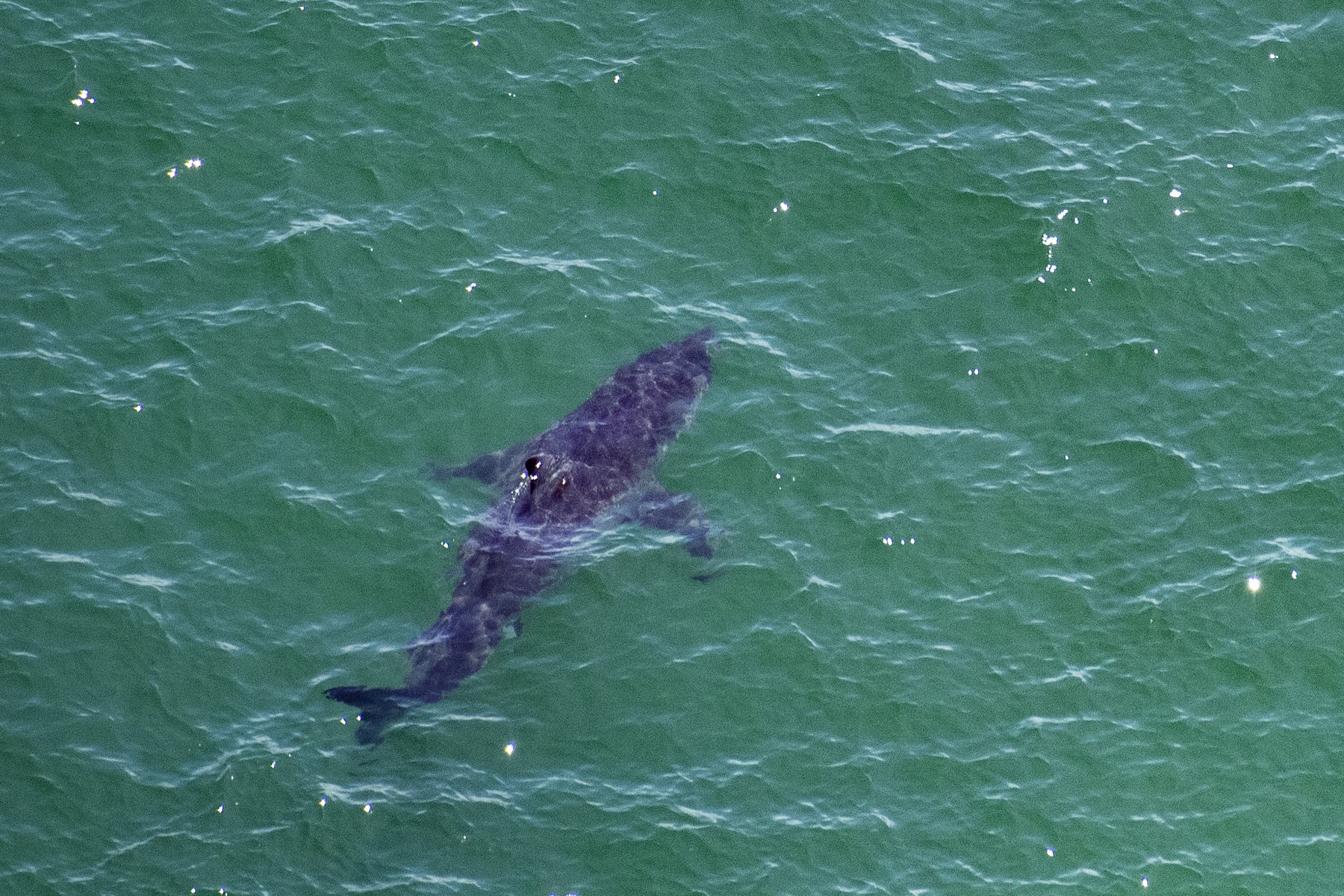 Chine: une vlogueuse mange un grand requin blanc, la police enquête