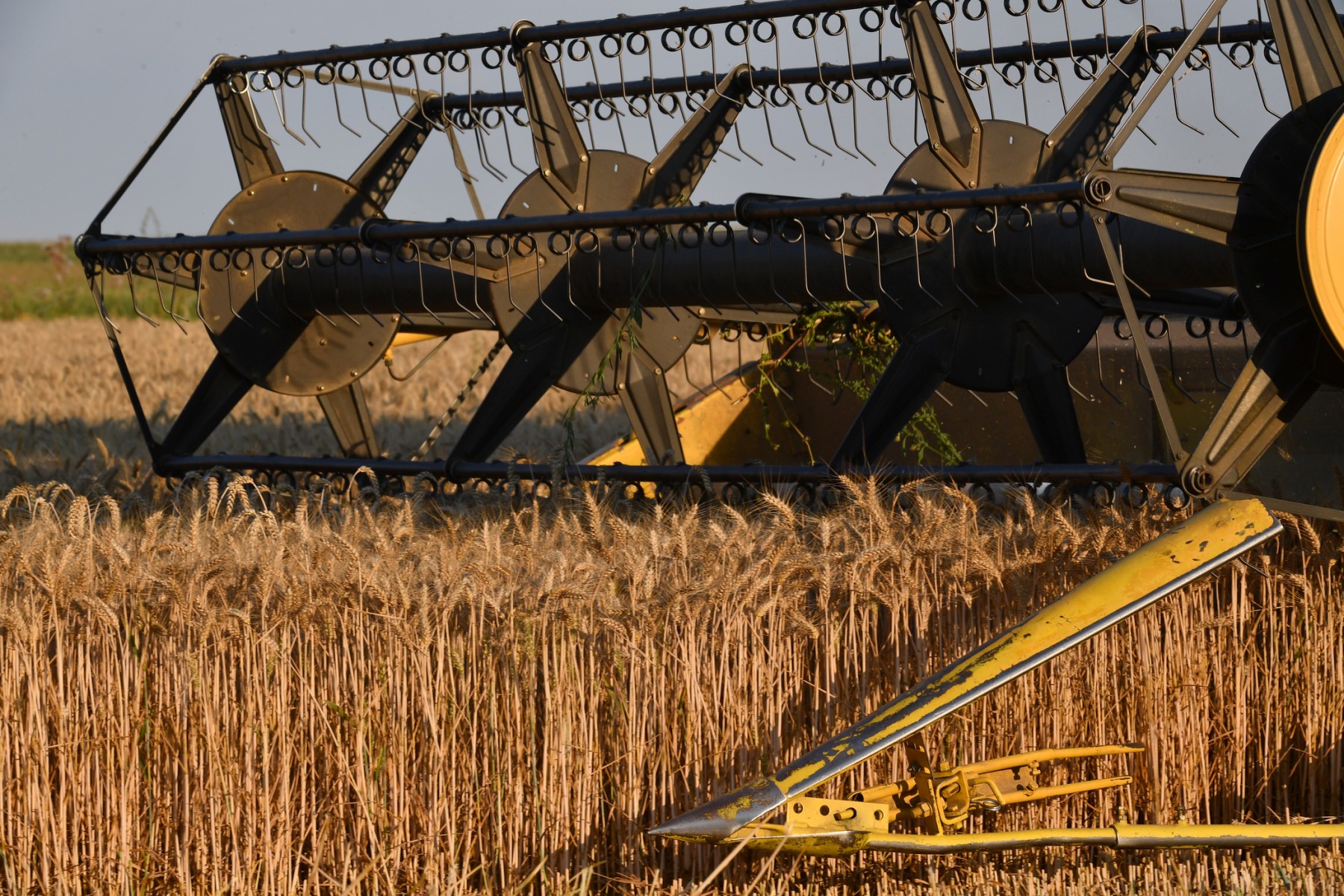 Les prix des céréales sont redescendus des sommets, après six mois de guerre en Ukraine