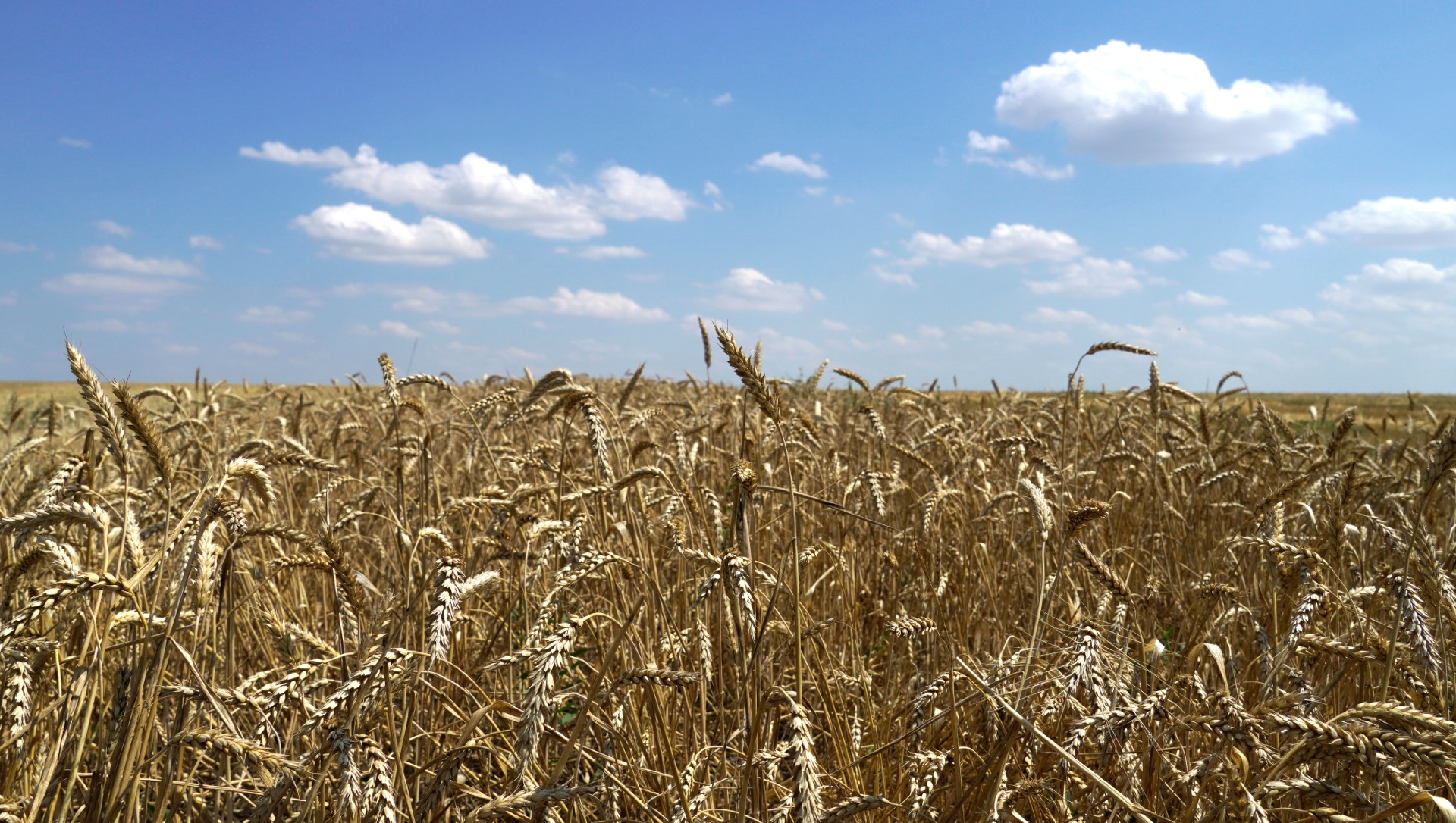 Ukraine: La reprise des exportations de céréales saluée unanimement