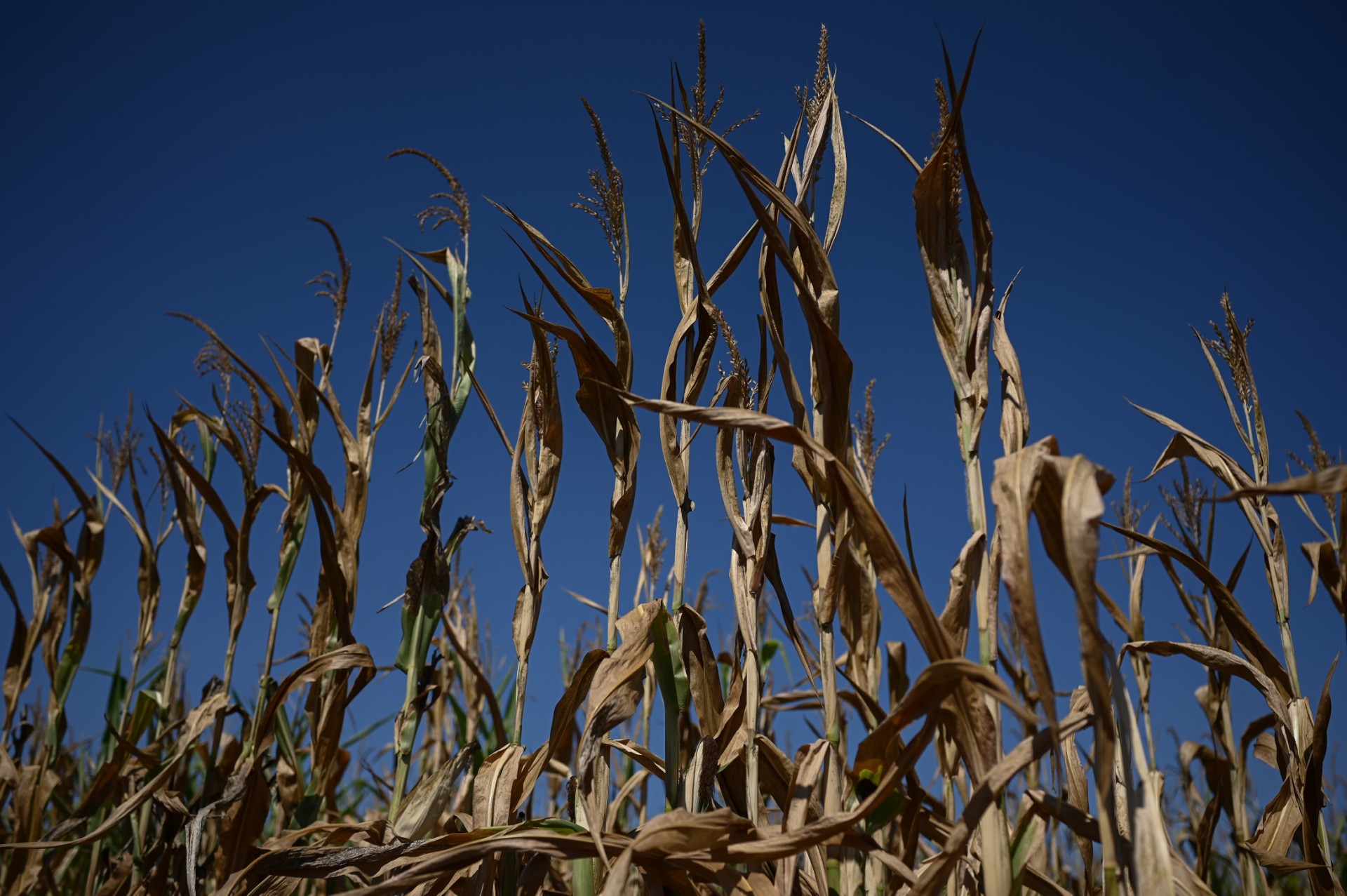Sécheresse historique et canicule mettent à mal l'agriculture française