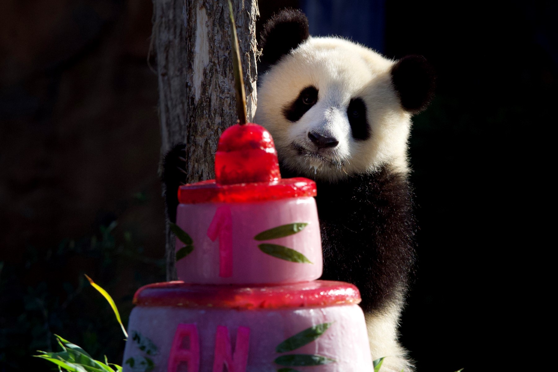 France: les jumelles pandas fêtent leur un an devant leurs fans