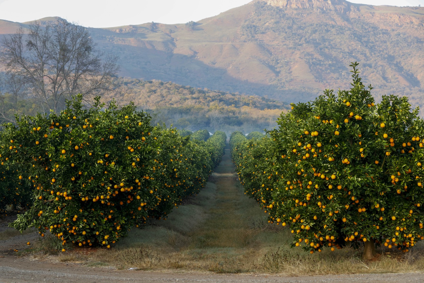 Une vue générale d'oranges sur des arbres dans une ferme d'agrumes sur la N4 à l'extérieur de Mbombela, le 6 août 2022. (Photo de Phill Magakoe / AFP)
