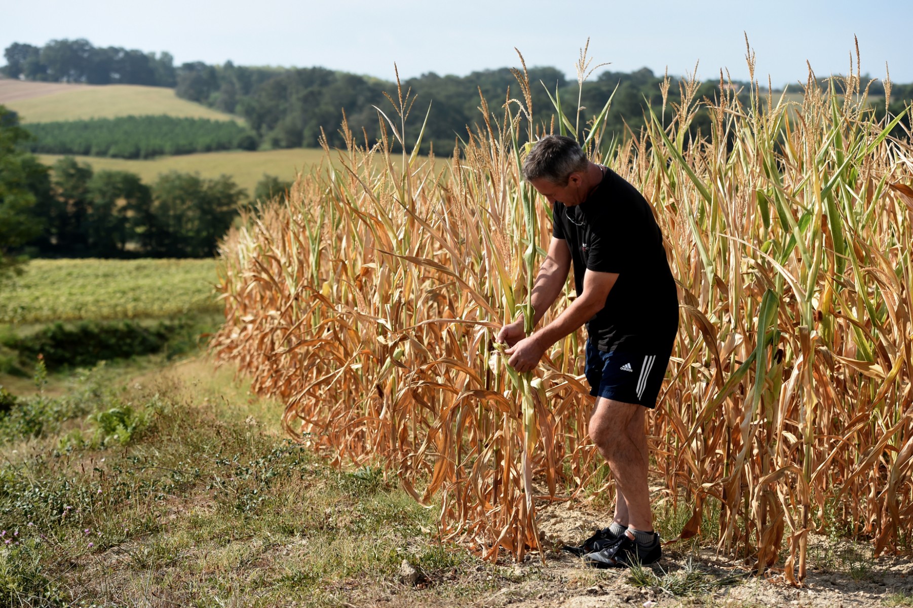 Dans les Landes, la sécheresse est un «coup de massue» pour les producteurs de maïs